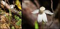 E (203) Orchid (Caladenia Lyallii)